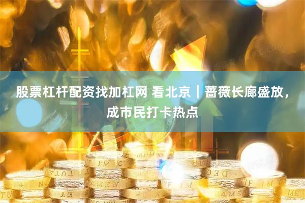 股票杠杆配资找加杠网 看北京｜蔷薇长廊盛放，成市民打卡热点